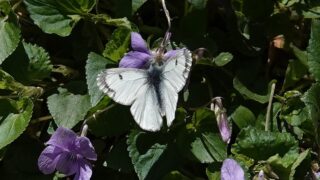 クモマツマキチョウ「♂20」「♀10」palpal クモマツマキチョウ | 胡蝶の杜